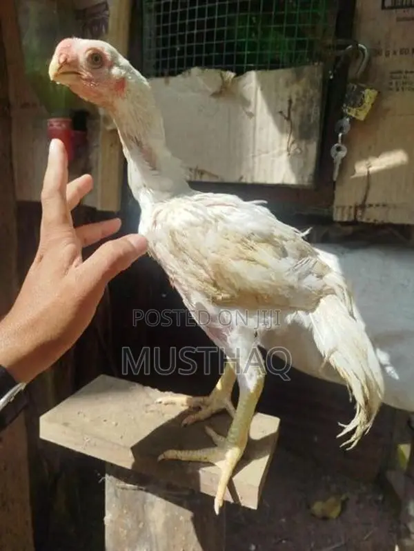 Parrot Beak Rooster