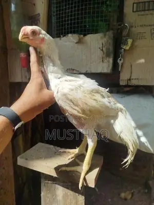 Parrot Beak Rooster