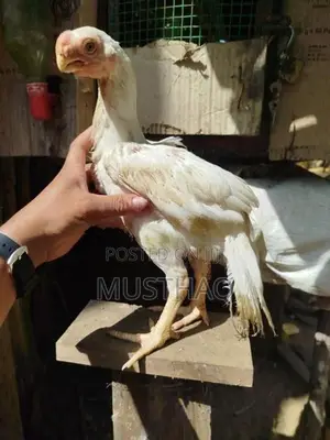 Parrot Beak Rooster