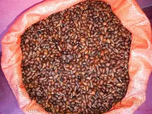 කුරැදු ඇට