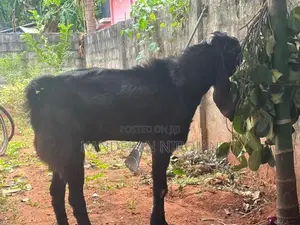 Kidai Jamunaa Pati