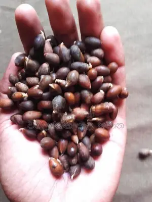 කුරැදු ඇට