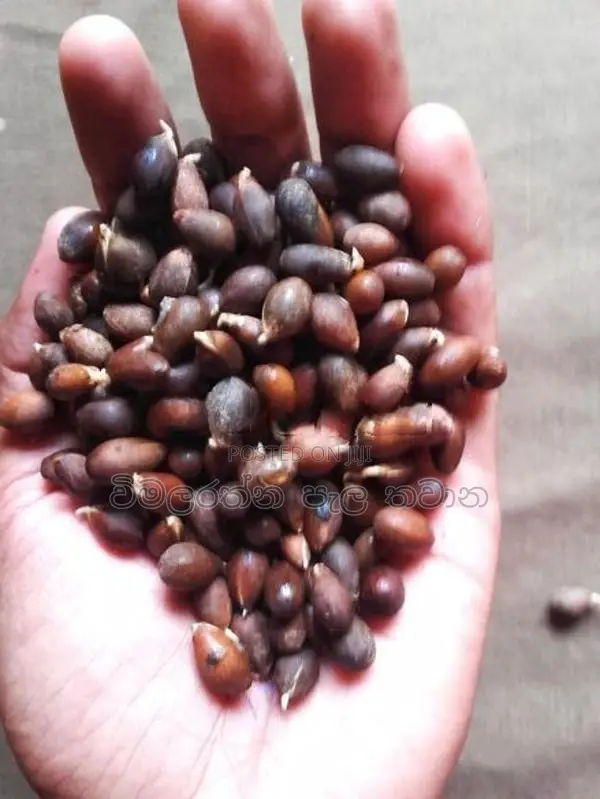 කුරැදු ඇට