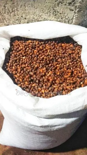 කුරැදු ඇට