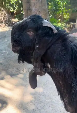 Kidai Jamunaa Pati