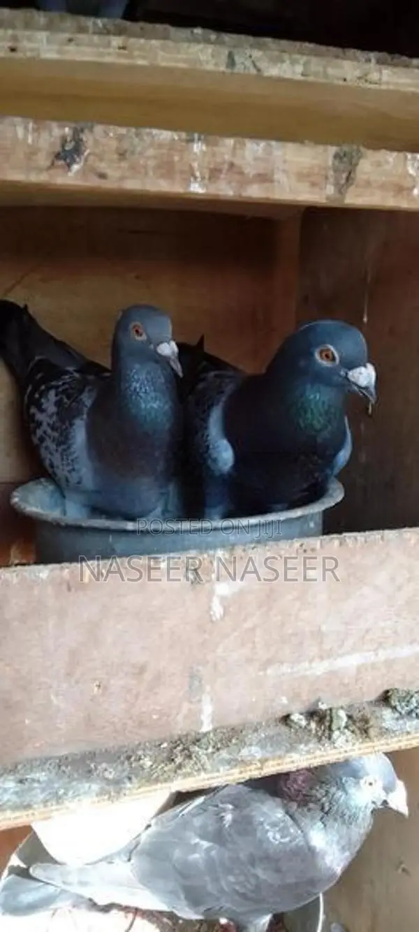 Pigeons