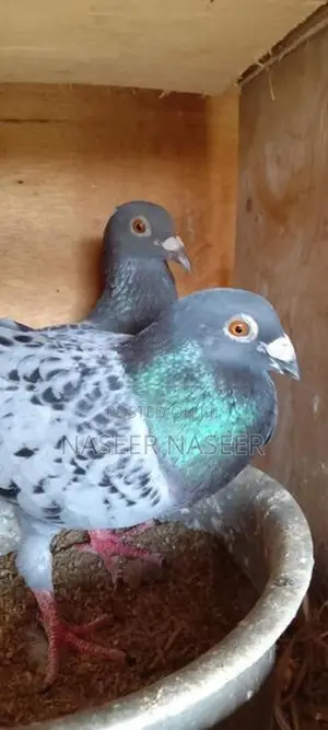 Pigeons