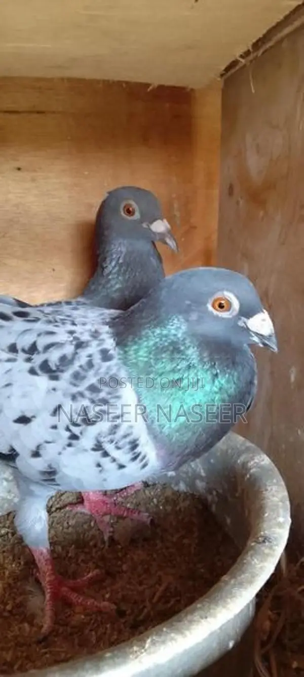 Pigeons