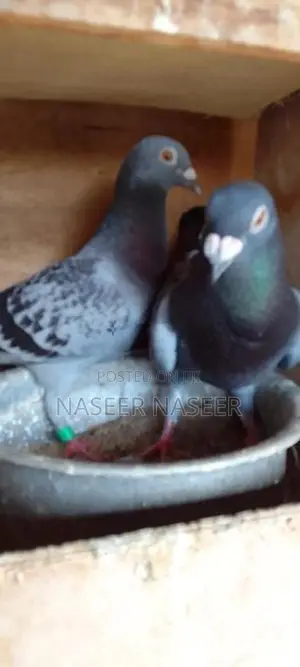 Pigeons