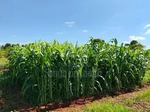 கால்நடை வளர்ப்புபுல்விதை