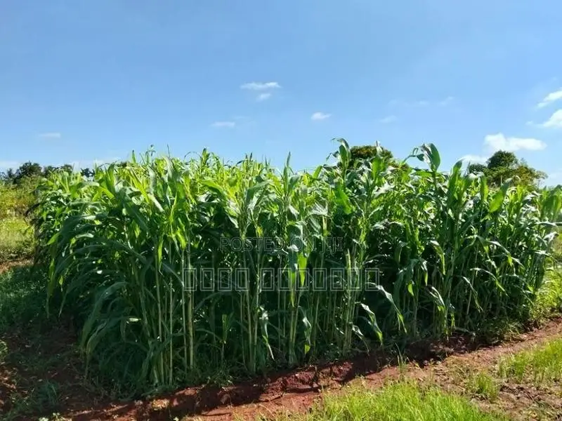 கால்நடை வளர்ப்புபுல்விதை