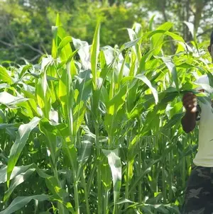 கால் நடைகளுக்கான வளர்ப்பு புல்விதை