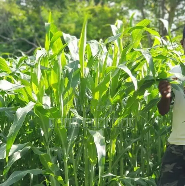 கால் நடைகளுக்கான வளர்ப்பு புல்விதை
