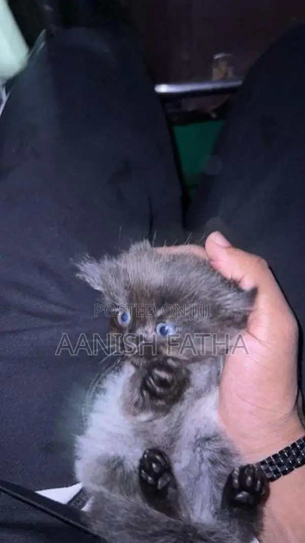 Himalayan Kittens