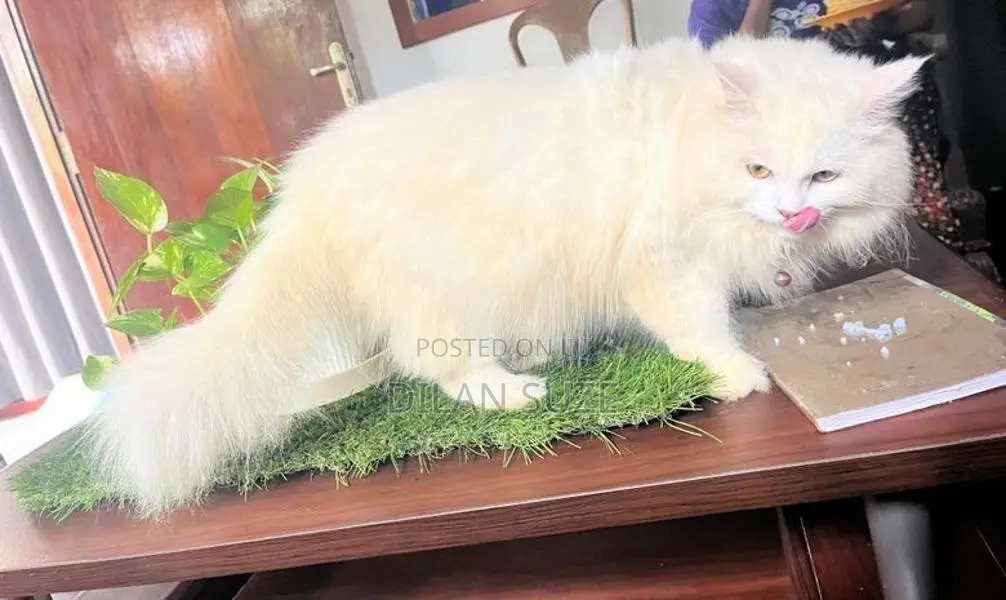 Persian Cat