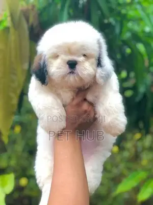 Shih Tzu Puppies