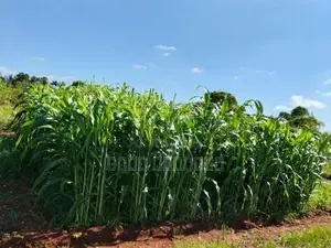கால்நடை வளர்ப்புபுல்விதை