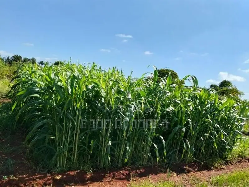 கால்நடை வளர்ப்புபுல்விதை