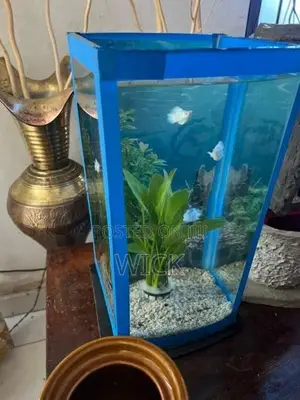 Fish Tank Curve Glass