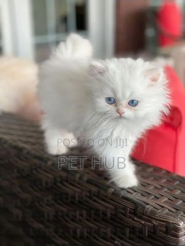 Persian Cat