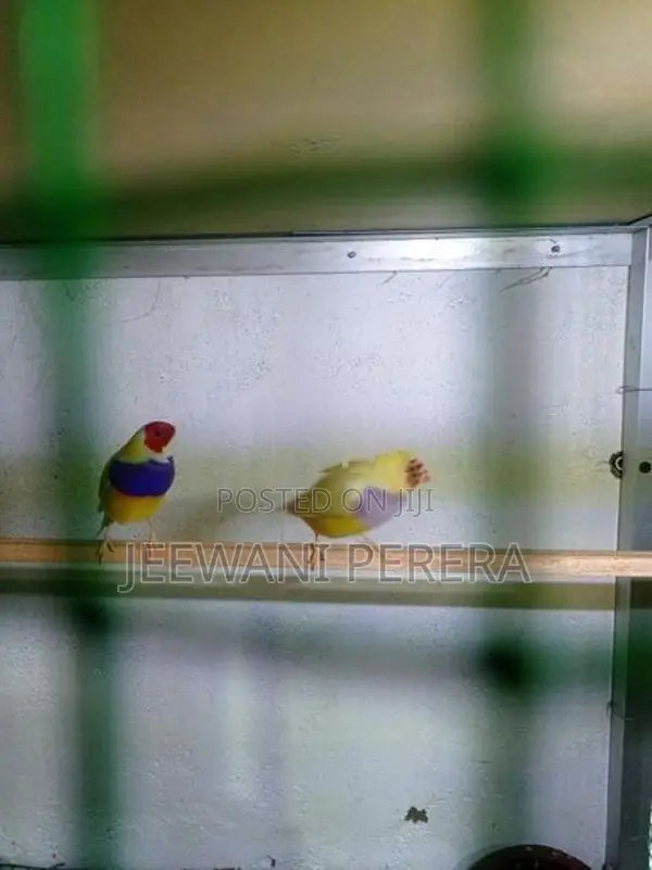 Goldiang Bird