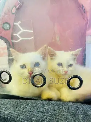 Persian Cat