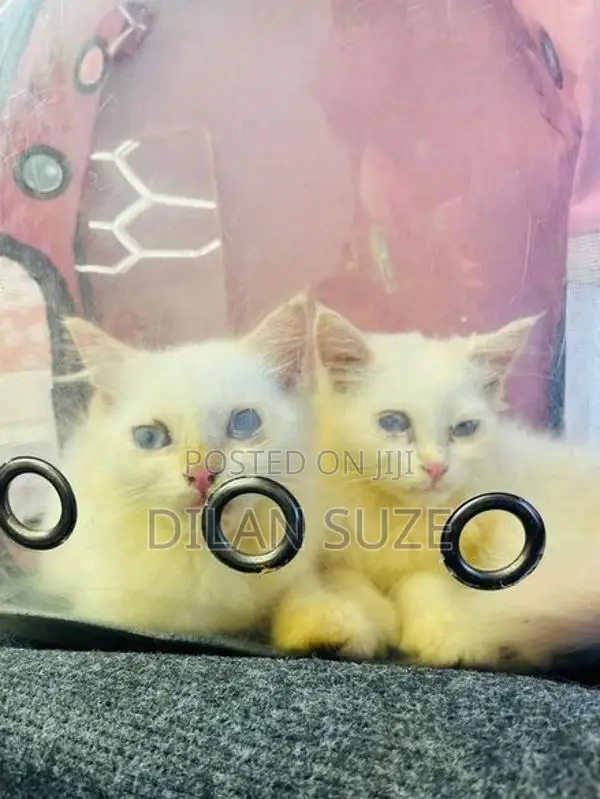 Persian Cat