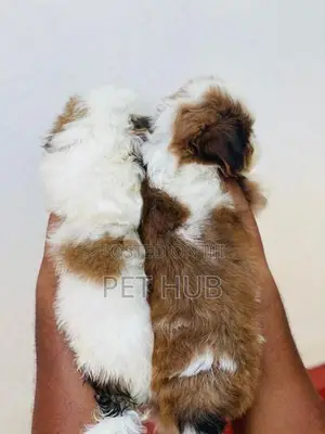 Shih Tzu Puppies