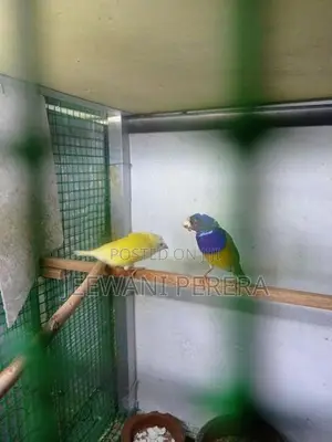 Goldiang Bird