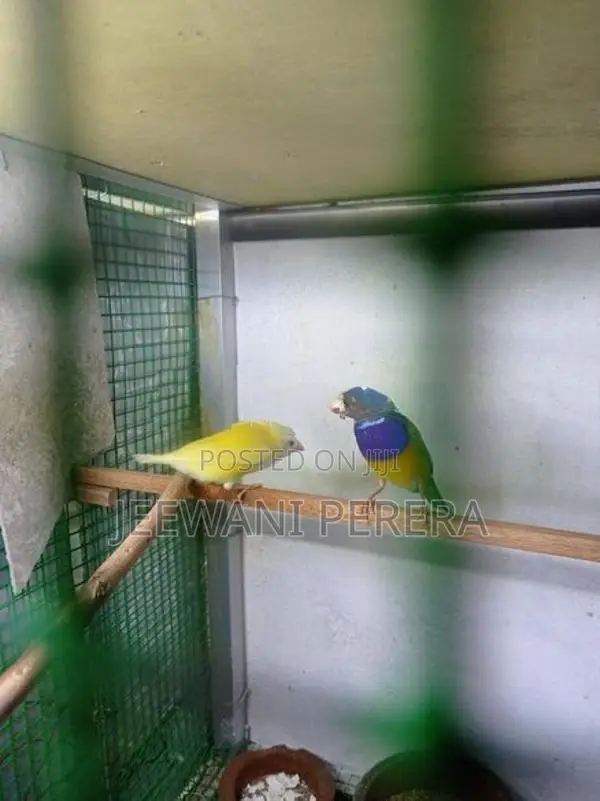 Goldiang Bird