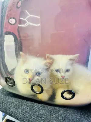 Persian Cat