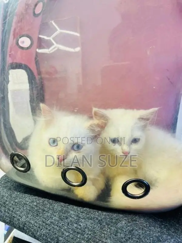 Persian Cat