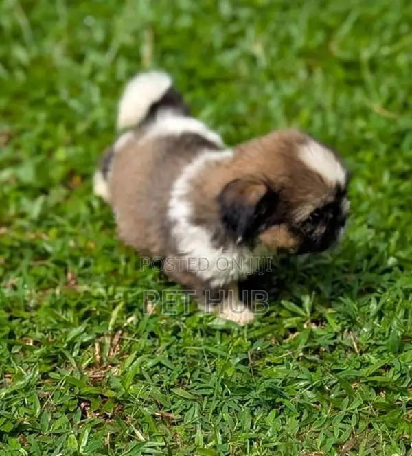 Shih Tzu Puppies
