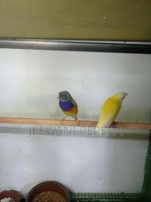 Goldiang Bird