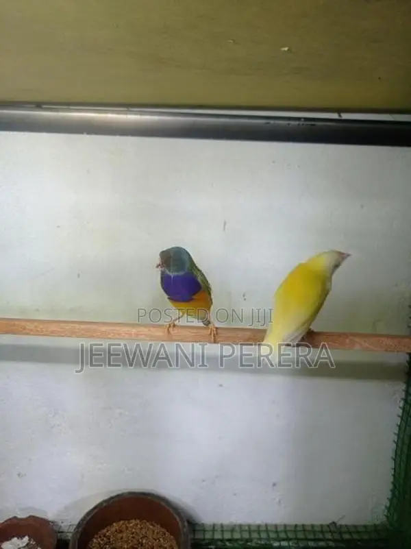 Goldiang Bird