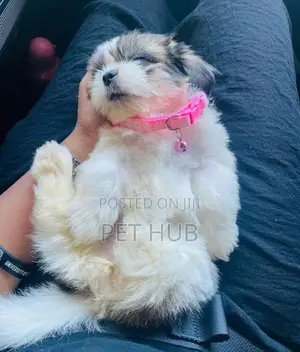 Shih Tzu Puppies