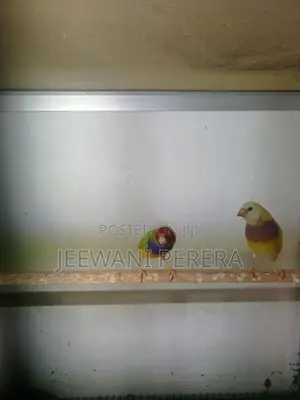 Goldiang Bird