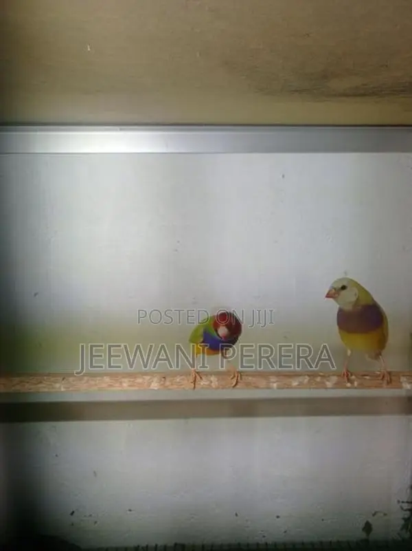 Goldiang Bird