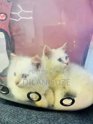 Persian Cat