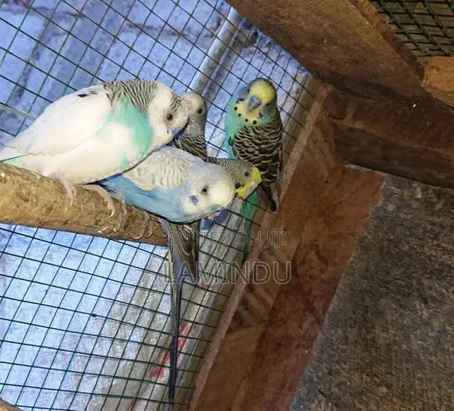 Love Birds