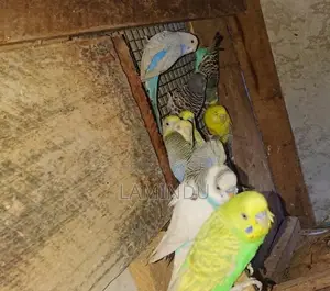 Love Birds