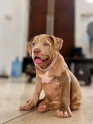 American Bully XL Puppies
