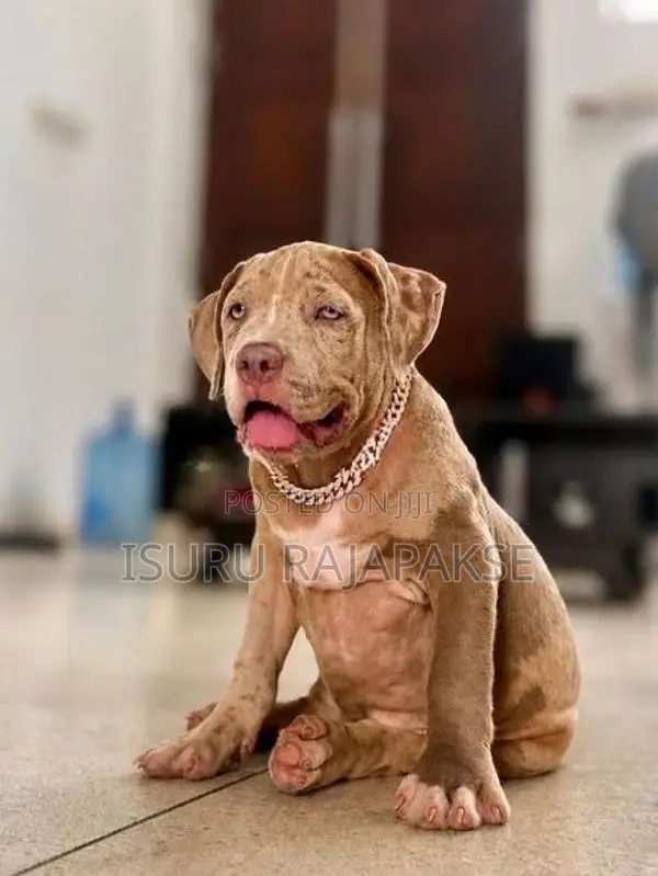 American Bully XL Puppies