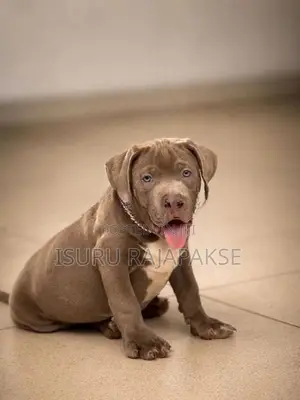 American Bully XL Puppies