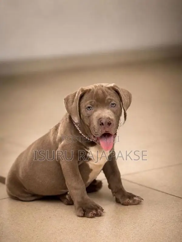 American Bully XL Puppies