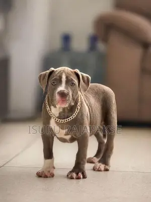 American Bully XL Puppies