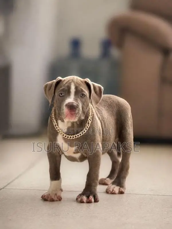 American Bully XL Puppies