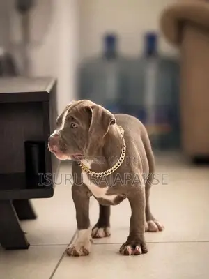 American Bully XL Puppies