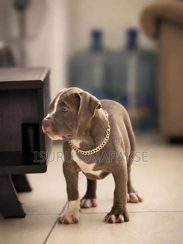 American Bully XL Puppies