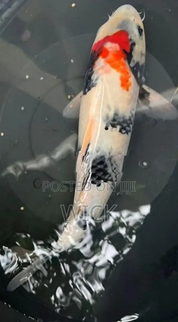Koi Carp Fish